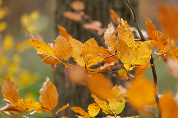 Close-up of vibrant autumn leaves.  Golden hues on branches.  Nature's fall colors.