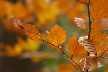 Close-up of autumn leaves, vibrant orange-brown hues, on a branch.  Focus on a few leaves, blurred background.