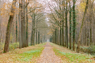 Autumnal forest path lined with tall trees.  Fallen leaves cover the ground.  A pathway winds through the woods.