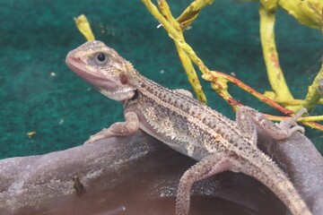 Baby of bearded dragon on stone, closeup