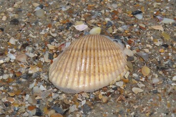 Brown seashell on the beach in Atlantic coast of North Florida, closeup