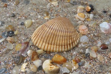 Seashells on the beach in Atlantic coast of North Florida