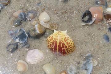 Seashells on the beach in Atlantic coast of North Florida, closeup 
