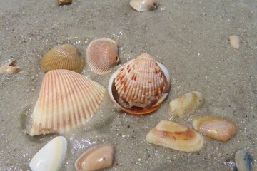 Seashells on the beach in Atlantic coast of North Florida, closeup 