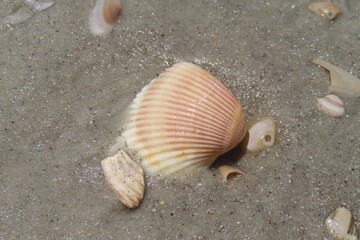 Seashells on the beach in Atlantic coast of North Florida, closeup 