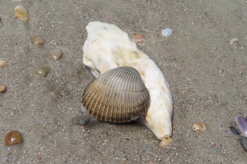 Seashells on the beach in Atlantic coast of North Florida, closeup 