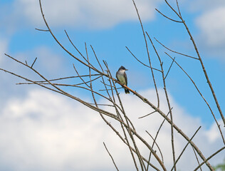 An Eastern Kingbird Along the Mississippi River