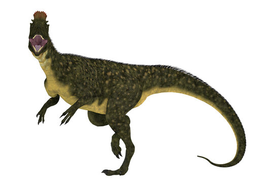 Cryolophosaurus Jurassic Dinosaur - Cryolophosaurus was a large theropod carnivorous dinosaur that lived in Antarctica during the Jurassic Period.