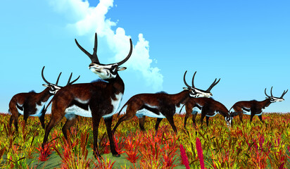 Eocene Kyptoceras Herd - Kyptoceras was a antelope type mammal that lived in North America during the Miocene to Pliocene Periods.