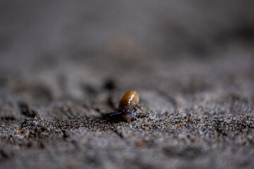 A bug is crawling on the ground