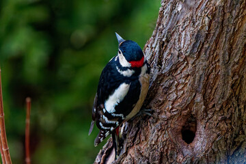 Great spotted woodpecker photographed with a telephoto lens .