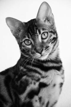 Portrait von einem Bengalkater