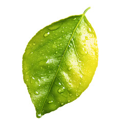 Fresh Green Leaf with Water Drops on Isolated Background