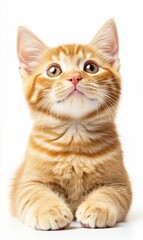  Cute Ginger Kitten Looking Up