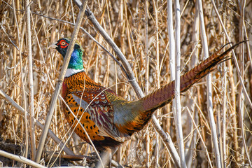 Ring Neck Pheasant at the Sacramento National Wildlife Refuge, California, USA