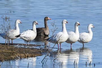 Snow Geese with A White-fronted Goose at the Sacramento National Wildlife Refuge, California, USA