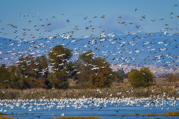 Snow Geese in Flight at the Sacramento National Wildlife Refuge.