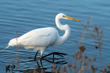 Great Egret at the Colusa National Wildlife Refuge, Colusa, California, USA