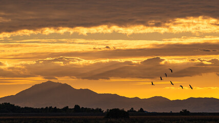 Sunset on the Sacramento-San Joaquin River Delta with Mt. Diablo and flying birds.