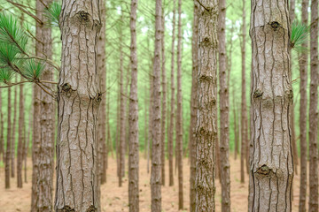 Close-up of pine forest tree trunks, background with straight, brown trunks, branches with green needles at the top and left half