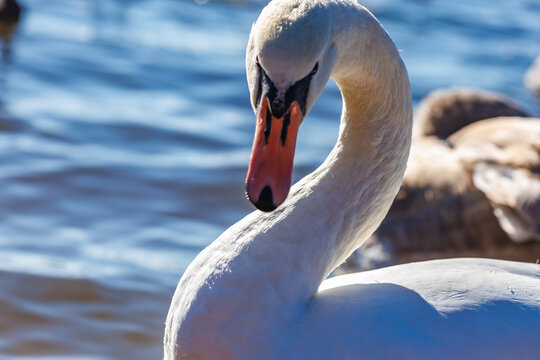 white young swans in lake with blue dark background