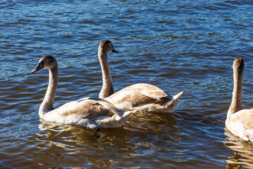 white young swans in lake with blue dark background