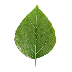 Green Leaf with Veins and Water Droplet on Isolated Background