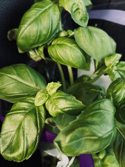 fresh leaves of basil