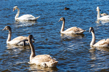 white young swans in lake with blue dark background