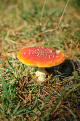 Beautiful fly agaric on a green meadow