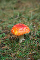 Beautiful fly agaric on a green meadow