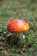 Beautiful fly agaric on a green meadow
