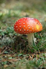 Beautiful fly agaric on a green meadow