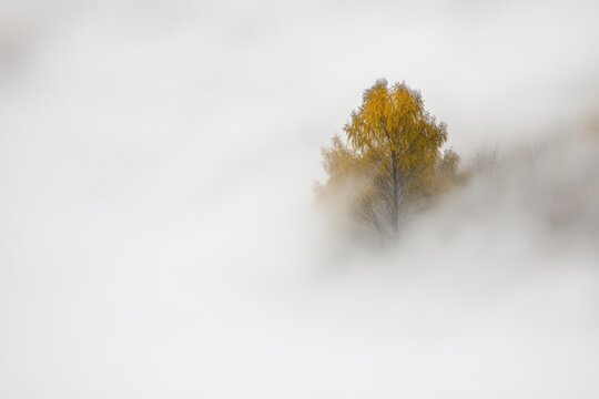 A single tree stands alone in a foggy meadow, suitable for rural or countryside scenes