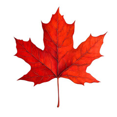 Obraz premium Vibrant Red Maple Leaf Isolated on White Background for Autumn Themes
