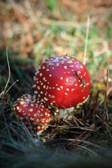 Beautiful fly agaric on a green meadow