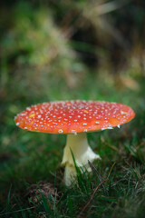Beautiful fly agaric on a green meadow