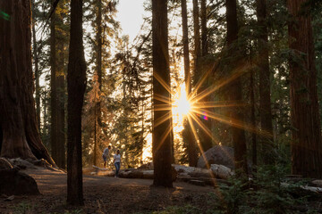 Couple walking in woods during sunset