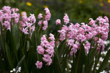 Soft pink double hyacinth in the garden, multi-flowered spring flower, background