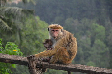 mère macaque toque ou macaque couronné et son bébé, forêt, singe, brun