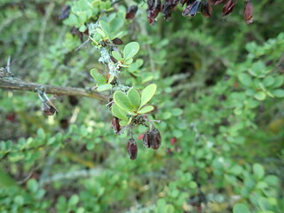 detail of green tree branch