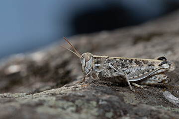 Grasshopper Dociostaurus maroccanus close-up from the side