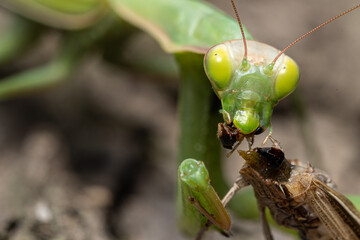 Close up of green mantis eating grasshopper on tree bark