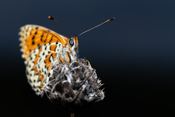 Red Spotted fritillary (Melitaea didyma) butterfly sits on a flower