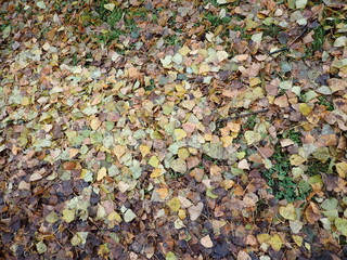 autumn fallen colorfull dry leaves