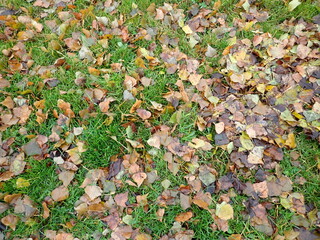 autumn fallen colorfull dry leaves