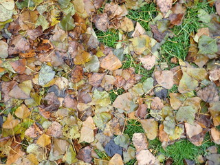 autumn fallen colorfull dry leaves