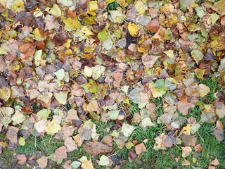 autumn fallen colorfull dry leaves
