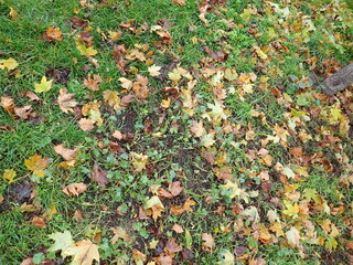 autumn fallen colorfull dry leaves