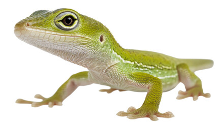 Obraz premium Green Anole
